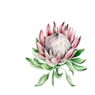 Cape Floral
